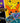 Pokeween Pokemon Play! Session